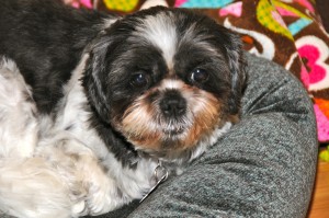 shih tzu in dog bed.