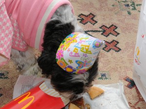 shih tzu wearing birthday hat, eating McDonalds burger and fries