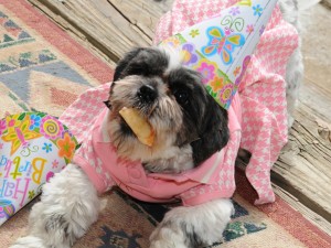 shih tzu wearing birthday hat and pink dress