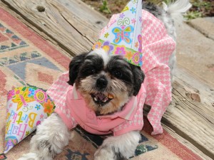 shih tzu wearing birthday hat and pink dress