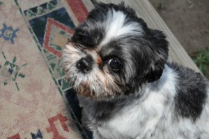 shih tzu on carpet