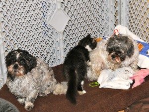 two shih tzus and a kitten