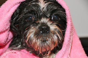 shih tzu with towel on head