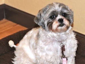 shih tzu after partial grooming. 