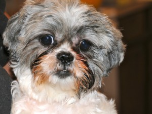 shih tzu up close