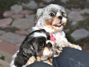 two shih tzus at a knee