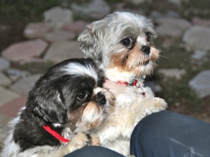 two shih tzus at a knee