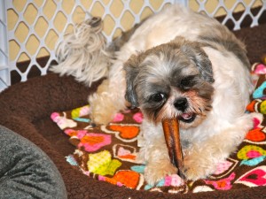 shih tzu with a bully stick.