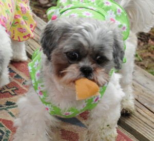 shih tzu wearing green dress with hamburger bun in her mouth