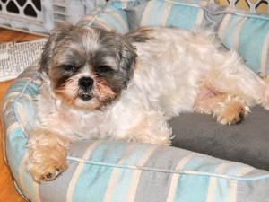 shih tzu on a blue and grey dog bed