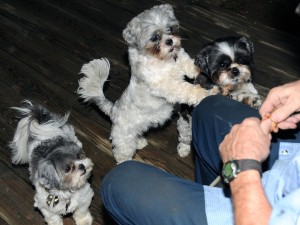 three shih tzus waiting for Milo's Kitchen chicken jerky 