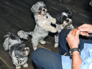 three shih tzus waiting for dog treat