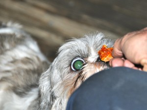 shih tzu one eye showing fixated on dog treat