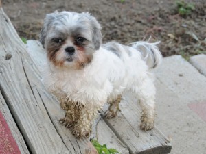 shih tzu with muddy feet