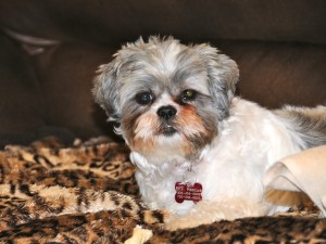 shih tzu on animal print blanket