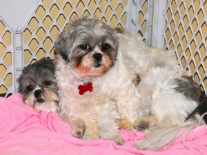 a shih tzu sitting on her sister