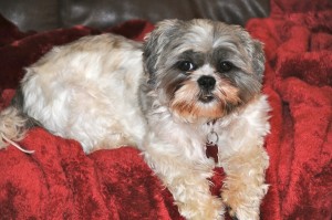 shih tzu on red blanket.