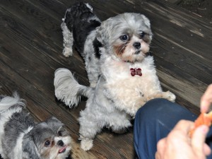 shih tzu with paw on knee waiting for treat