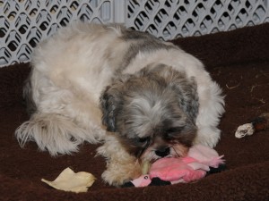 shih tzu with toy