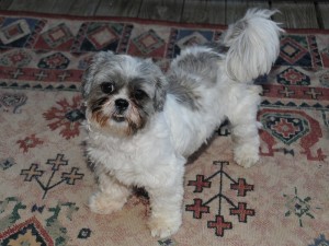 shih tzu on carpet