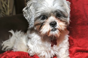 Shih tzu on red blanket. 