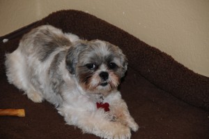 shih tzu on dog bed.