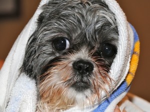 shih tzu with towel on her head