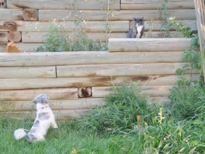 shih tzu looking at cat in backyard.