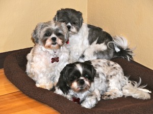 Three shih tzus on a dog bed.