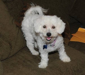 I tried out my grooming skills on a new BFF foster dog ‚ a maltese-poodle mix. maltese-poodle mix on couch