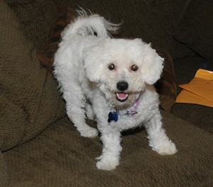 maltese-poodle mix on couch