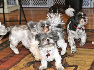 three shih tzus playing.