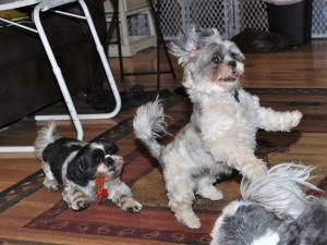 a shih tzu jumping while another watches.