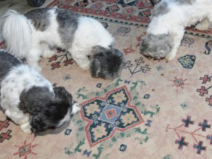 three shih tzus searching for kibble