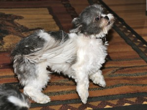 shih tzu shaking her butt