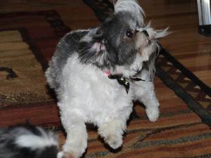 shih tzu shaking her butt in excitement