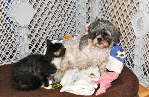 shih tzu with kitten