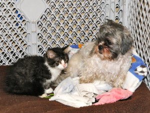 shih tzu and kitten