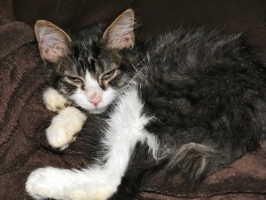 tabby cat on couch