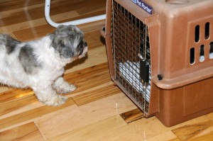 shih tzu staring at kitty in pet carrier