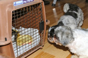 two shih tzus staring at a cat in a pet carrier
