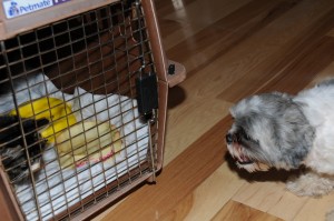 a shih tzu staring at a cat in a pet carrier