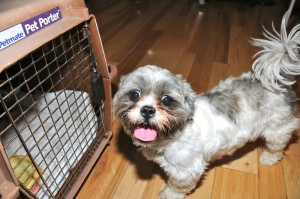 shih tzu with mouth open