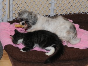 a tabby next to a shih tzu on a dog bed