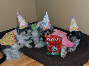 three shih tzus in dresses and birthday hats