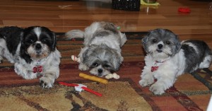 three shih tzus on the carpet.