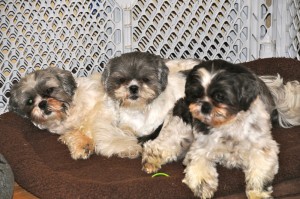 three shih tzus on a dog bed