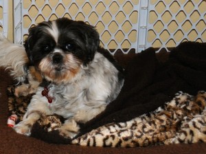 a shih tzu that is a former puppy mill mother.