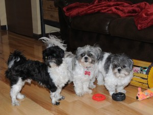a male shih tzu puppy and two female shih tzus