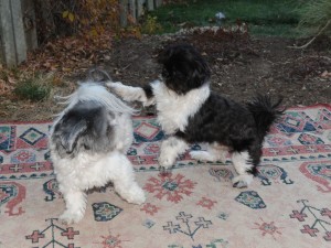 shih tzu puppy play